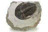 Hollardops Trilobite Fossil - Detailed Eye Preservation #275229-2